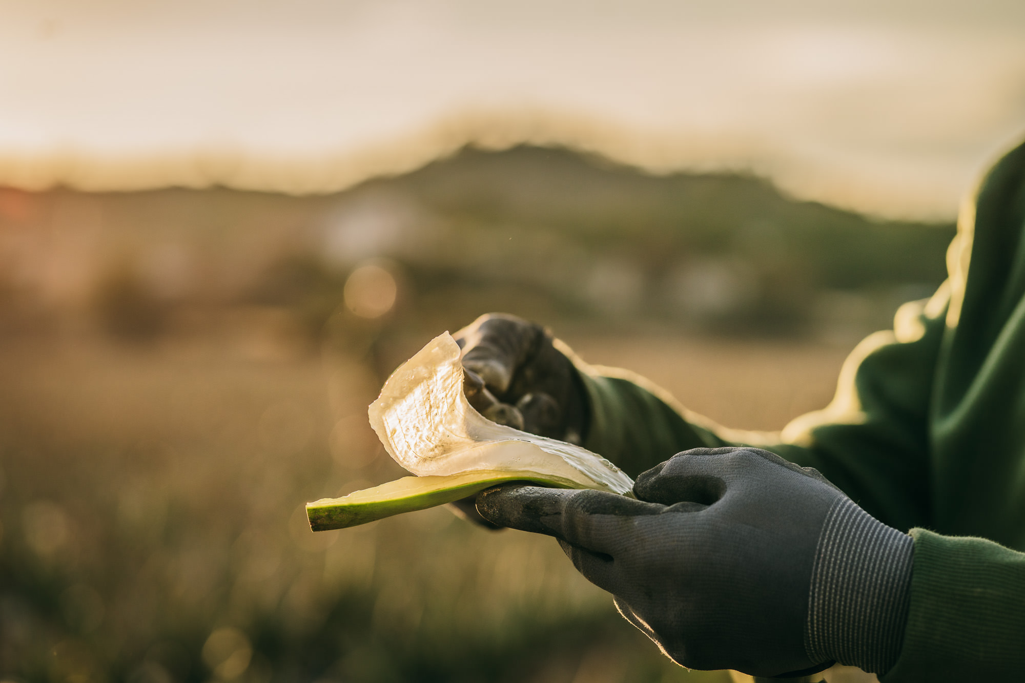 Vista general de la plantación de aloe vera de Nankurunaisa